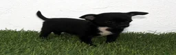 Chihuahua perros en venta: Chihuahua toy  - Anuncio 7