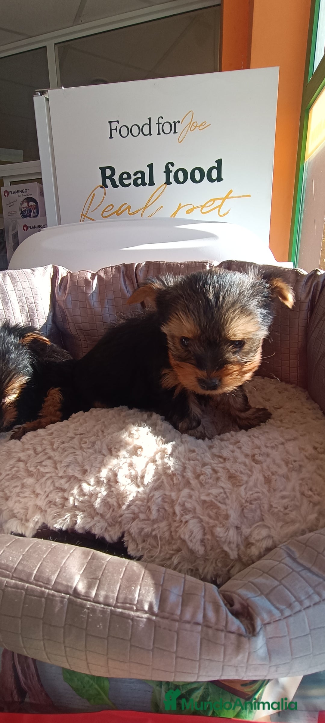 Yorkshire Terrier perros en venta: Cachorros de Yorkshire  - Anuncio 3