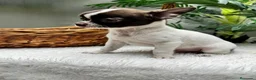 Chihuahua perros en venta: CHIHUAHUA CHOCOLATE Y BLANCO - Anuncio 3