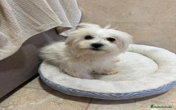 Bichón Maltés perros en venta: Oportunidad bichon maltés  - Anuncio 5