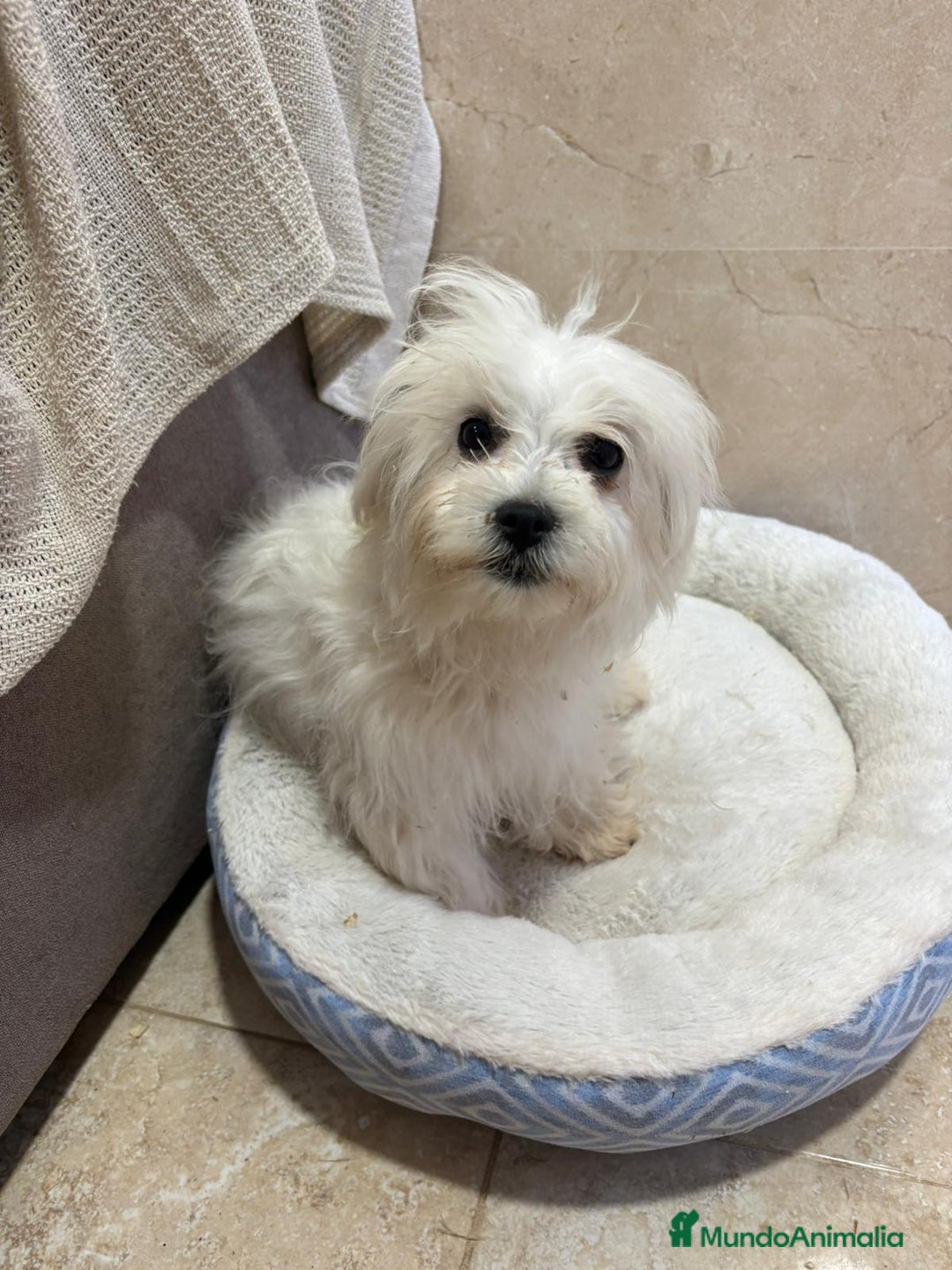 Bichón Maltés perros en venta: Oportunidad bichon maltés  - Anuncio 5