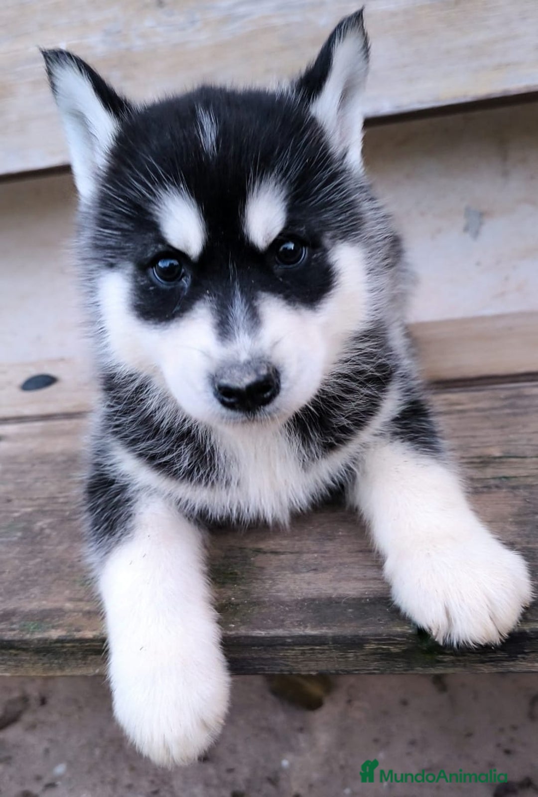 Husky Siberiano perros en venta: cachorros de husky siberiano - Imagen 26