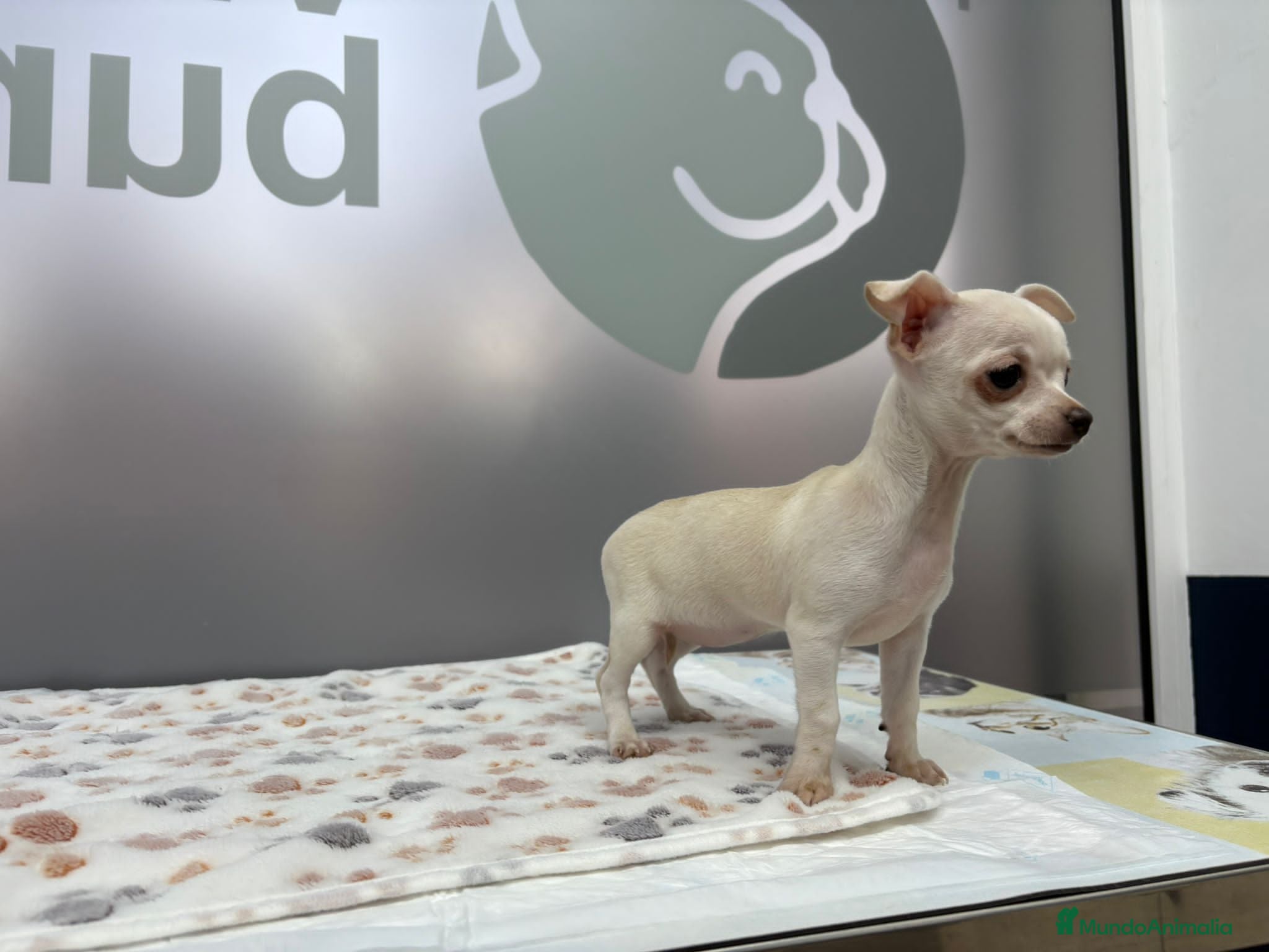 Chihuahua perros Chihuahua Mini  - Anuncio 4