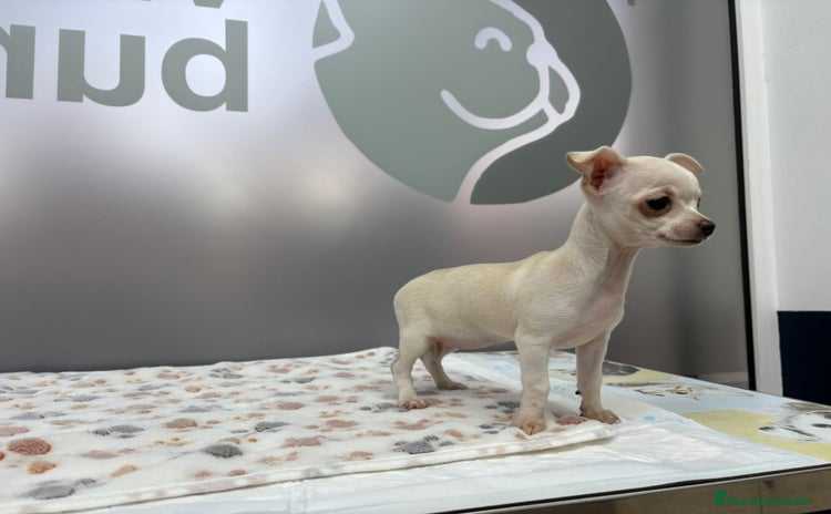 Chihuahua perros - Anuncio 3