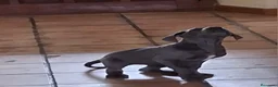 Dogo Alemán perros en venta: Cachorros azules Gran Danés - Anuncio 12