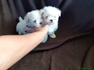 Bichón Maltés perros en Badajoz - Anuncio 38