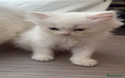 Persa gatos en venta: Gatos persas - Imagen 1