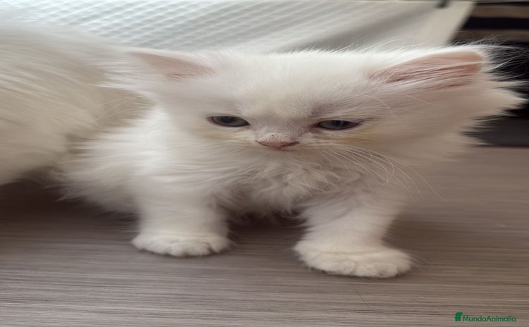 Persa gatos - Anuncio 1