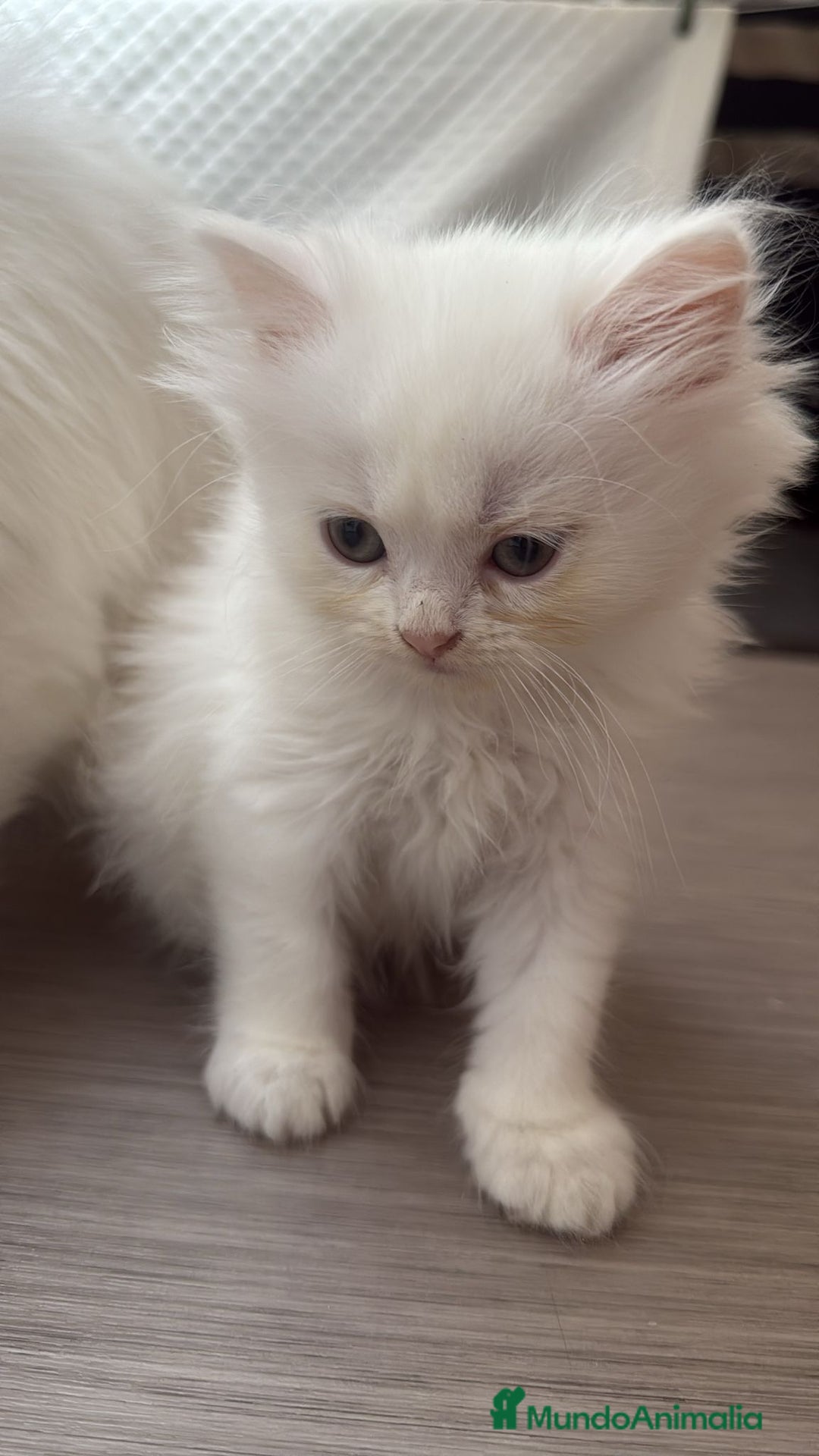 Persa gatos en venta: Gatos persas - Imagen 1