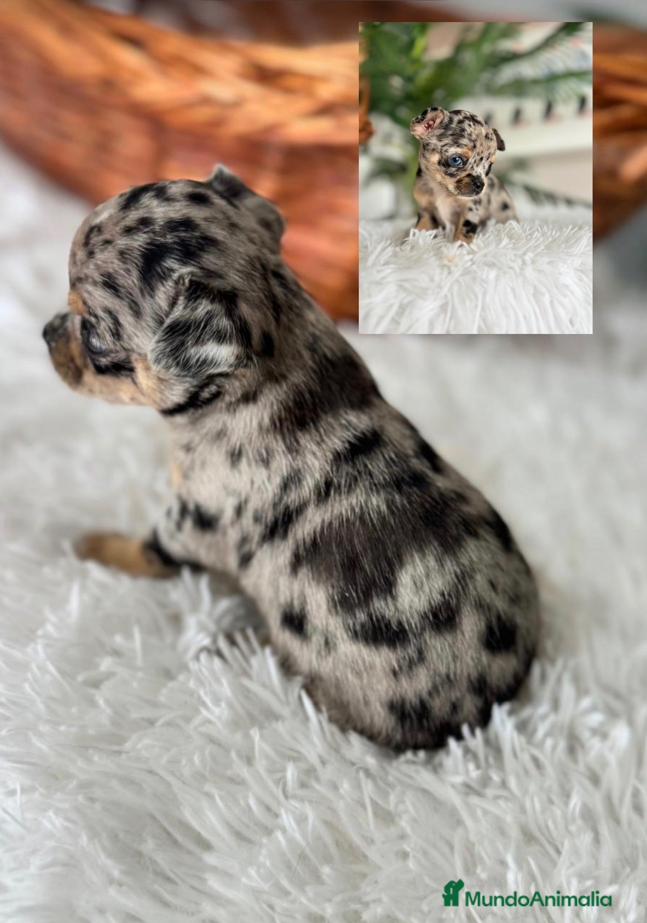 Chihuahua perros CHIHUAHUA MERLE - Anuncio 1