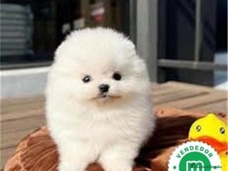 Pomerania perros Pomerania Lulu Toy Macho Blanco Disponible - Anuncio 2