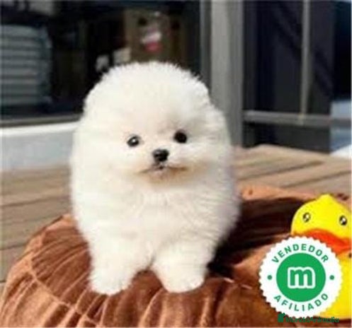 Pomerania perros Pomerania Lulu Toy Macho Blanco Disponible - Anuncio 1