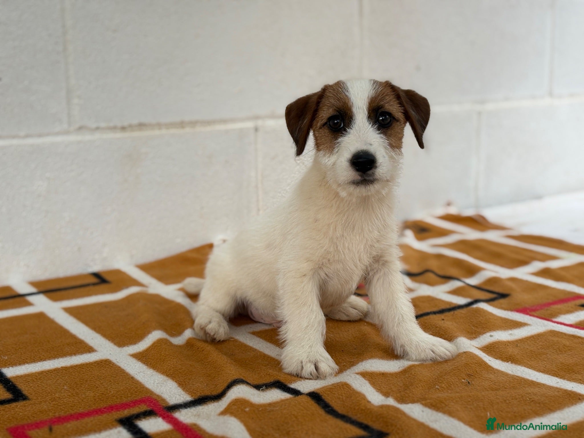 Jack Russell Terrier perros Extraordinarios Jack Russell Terrier de pelo duro - Anuncio 2