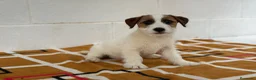 Jack Russell Terrier perros en venta: Extraordinarios Jack Russell Terrier de pelo duro - Anuncio 2