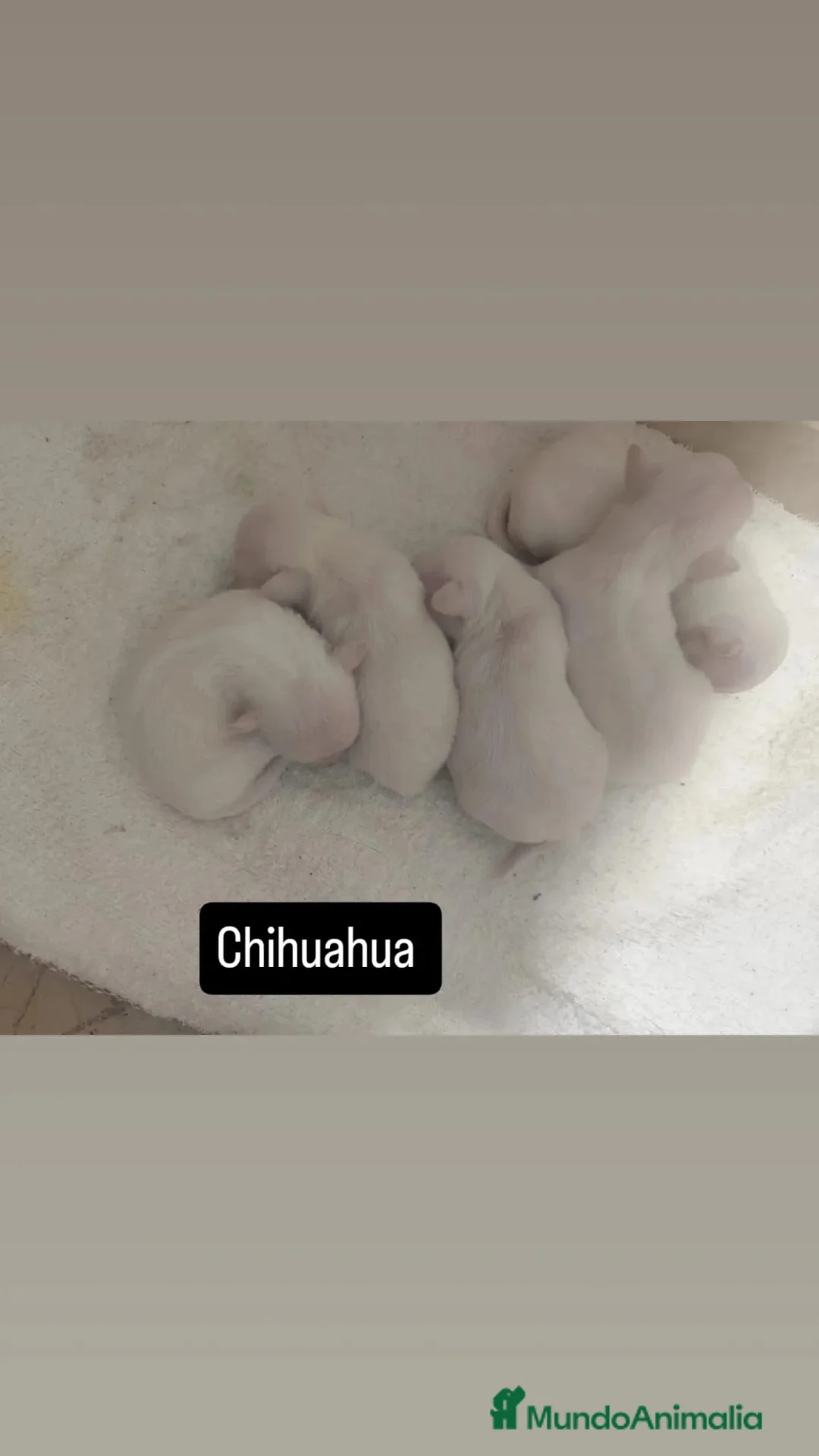 Chihuahua perros en venta: Chihuahua  - Anuncio 1