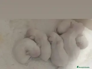 Chihuahua perros Chihuahua - Anuncio 1