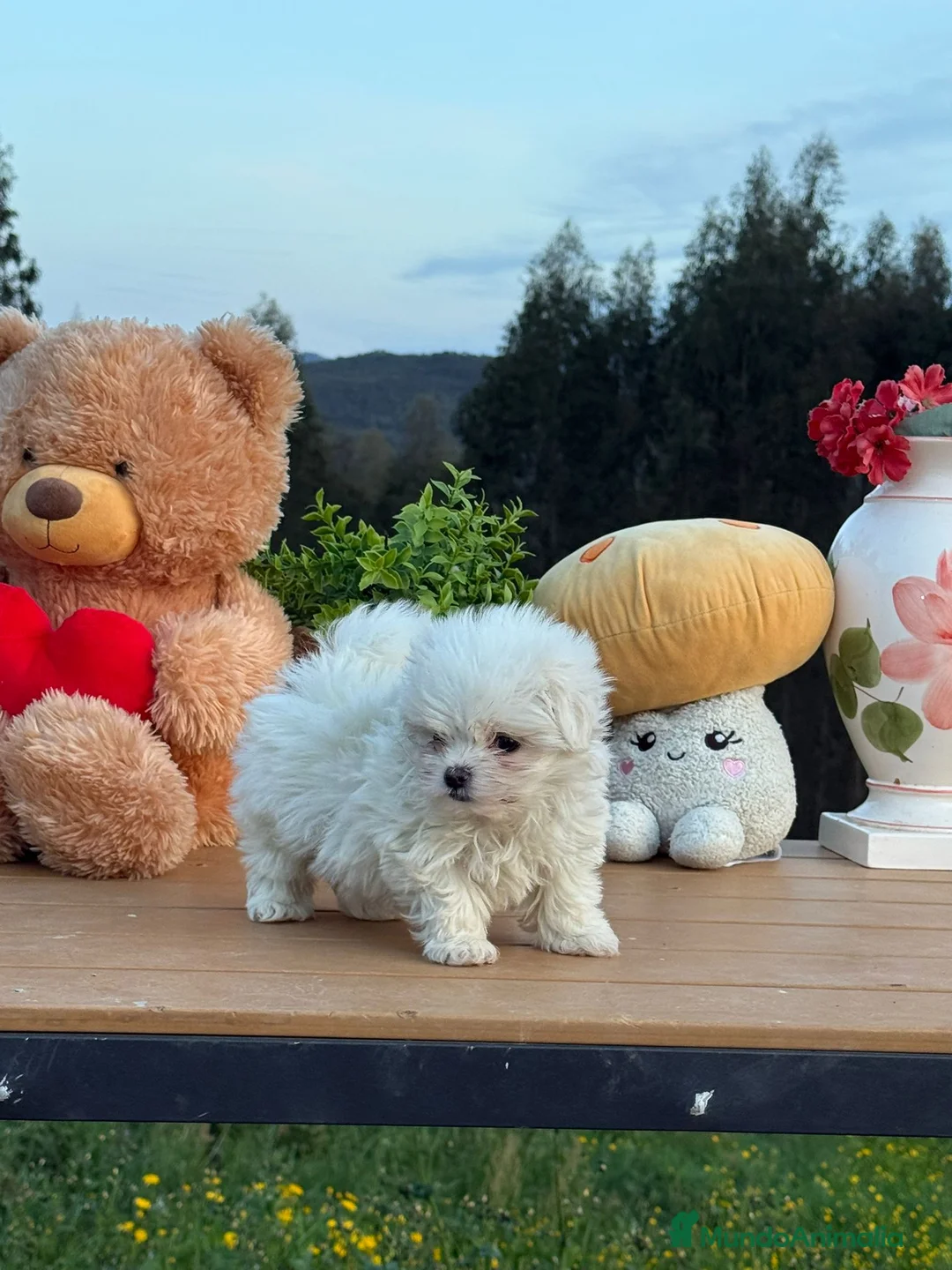 Bichón Maltés perros en venta: Bichón maltés coreano/americano  - Anuncio 2