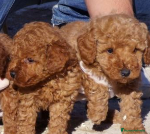 Caniche Toy perros Caniche en Madrid - Anuncio 2