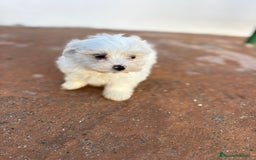 Bichón Maltés perros en venta: Bichon maltés toy  - Imagen 6