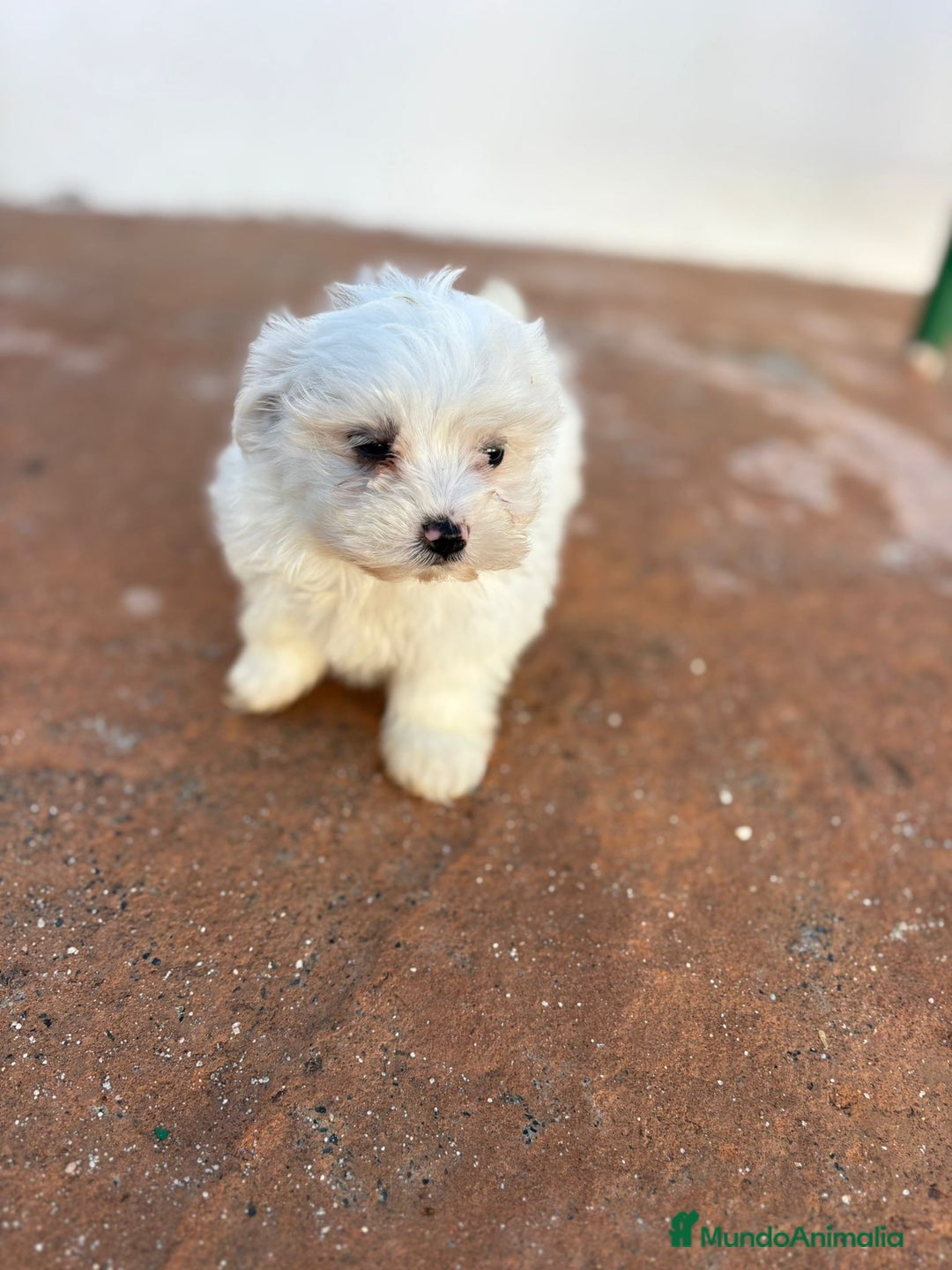 Bichón Maltés perros en venta: Bichon maltés toy  - Imagen 6