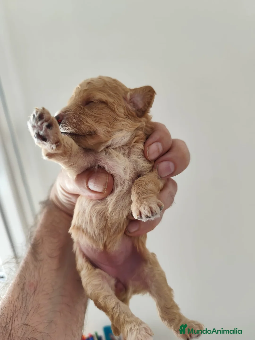 Caniche Toy perros en venta: Caniches en Barcelona - Anuncio 5