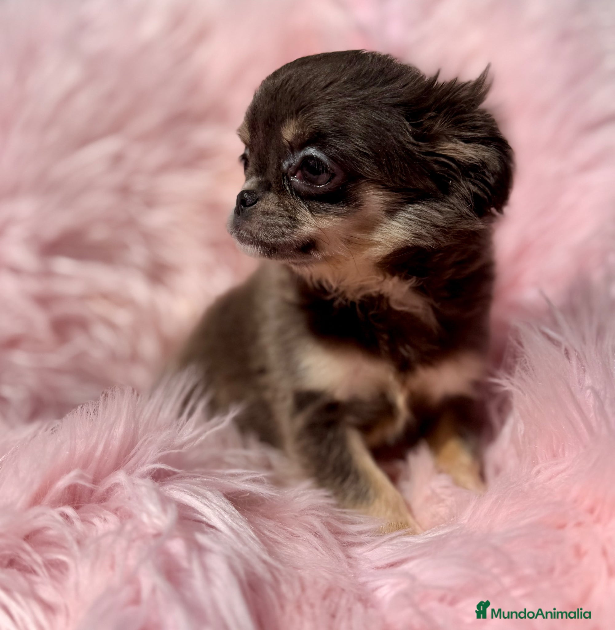 Chihuahua perros ÚLTIMA CHIHUAHUA PELO LARGO EXOTICA - Anuncio 4