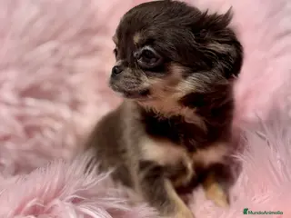 Chihuahua perros ÚLTIMA CHIHUAHUA PELO LARGO EXOTICA - Anuncio 2