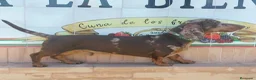 Teckel Miniatura perros en venta: Teckel miniaturas de calidad - Anuncio 9