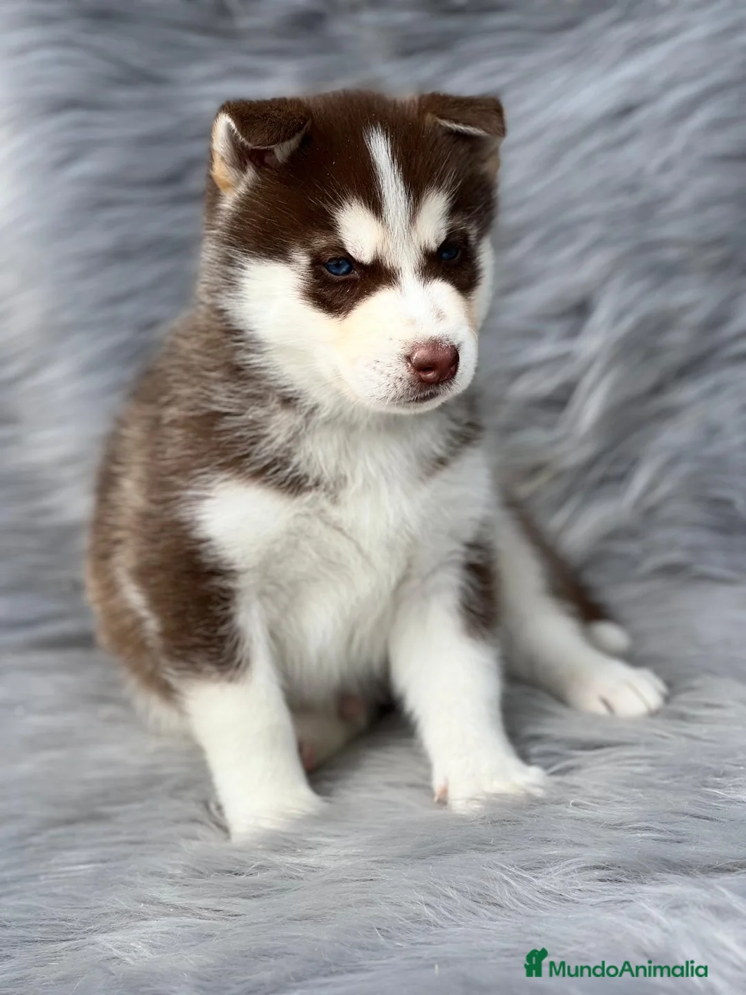 Husky Siberiano perros en venta: Husky en Barcelona - Anuncio 7