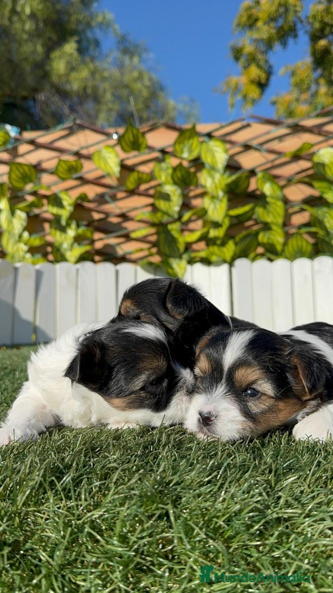 Yorkshire Terrier perros en venta: YORKSHIRE TERRIER BIEWER - Anuncio 16