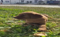 Setter Irlandés Rojo perros en venta: Sette Irlandés  - Imagen 3