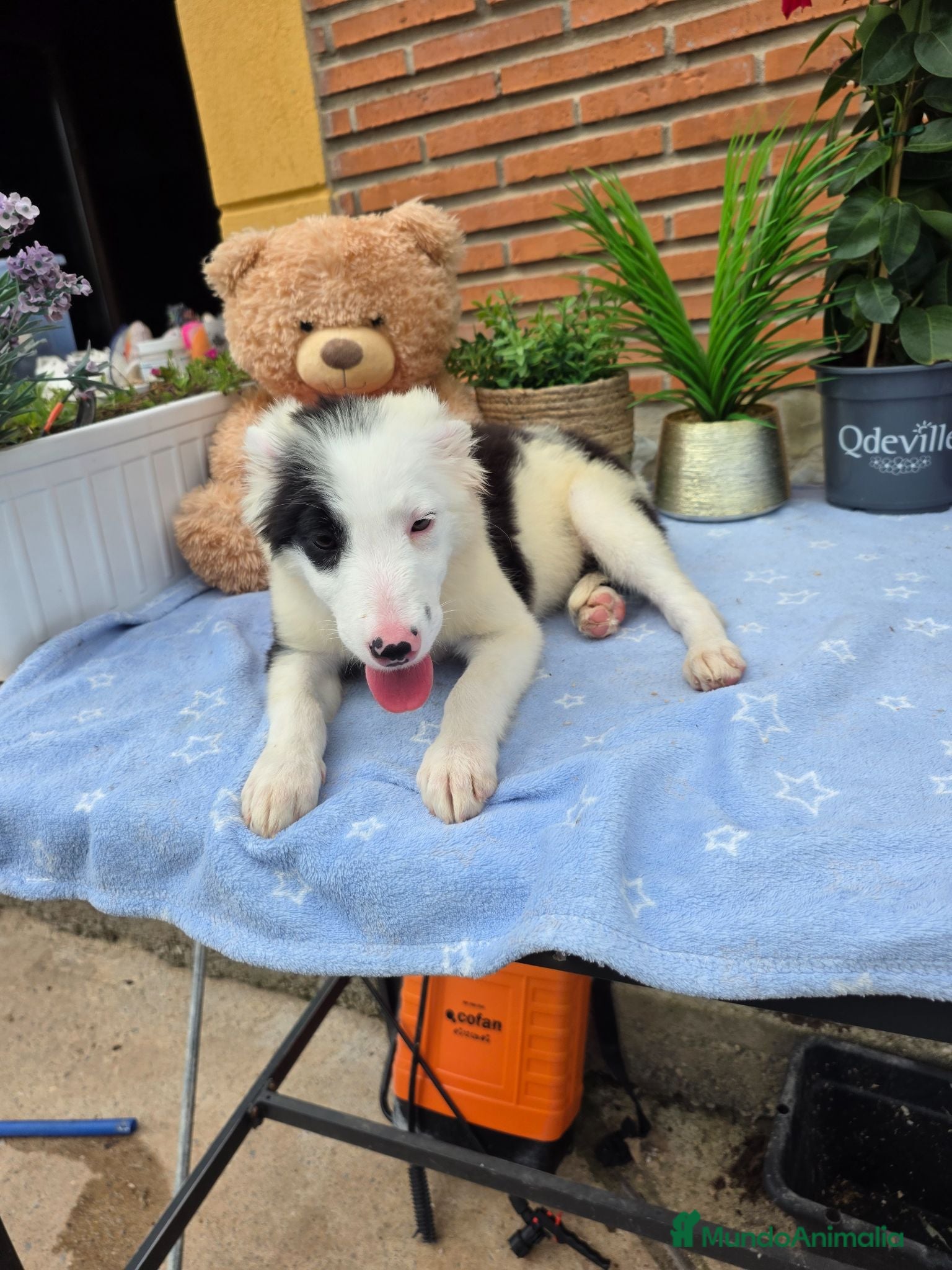 Border Collie perros Última hembra de border collie - Anuncio 2