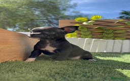 Chihuahua perros en venta: Chihuahua  - Imagen 5