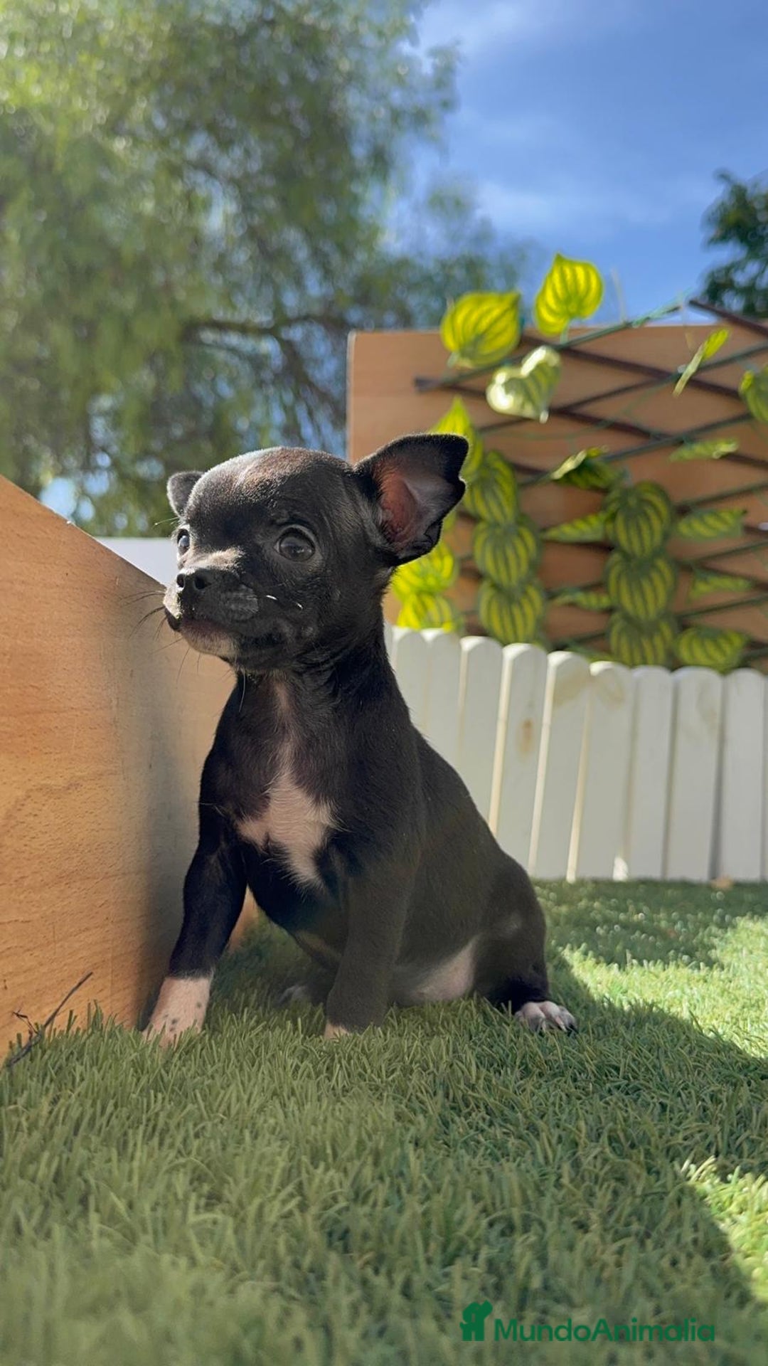 Chihuahua perros en venta: Chihuahua  - Imagen 5