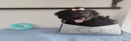 Perro de Agua Español perros en venta: Perro de agua  - Anuncio 22