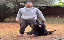 Pastor Alemán perros en venta: Camada Vom Zarental  - Anuncio 3