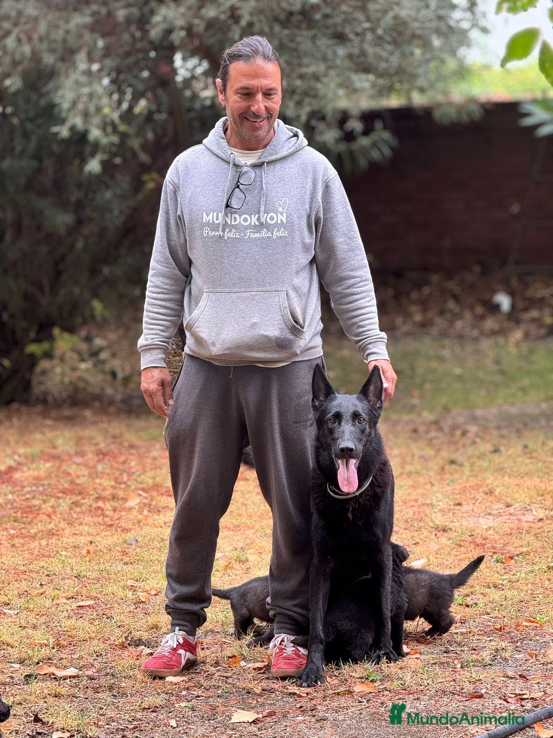 Pastor Alemán perros en venta: Camada Vom Zarental  - Anuncio 3