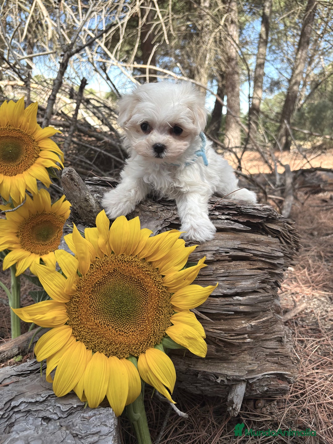 Bichón Maltés perros en venta: Bichon maltés excelentes cachorros  - Imagen 3