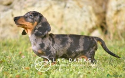 Teckel perros en venta: Teckel 🌭 Pequeños de patas, grandes de alma - Imagen 4