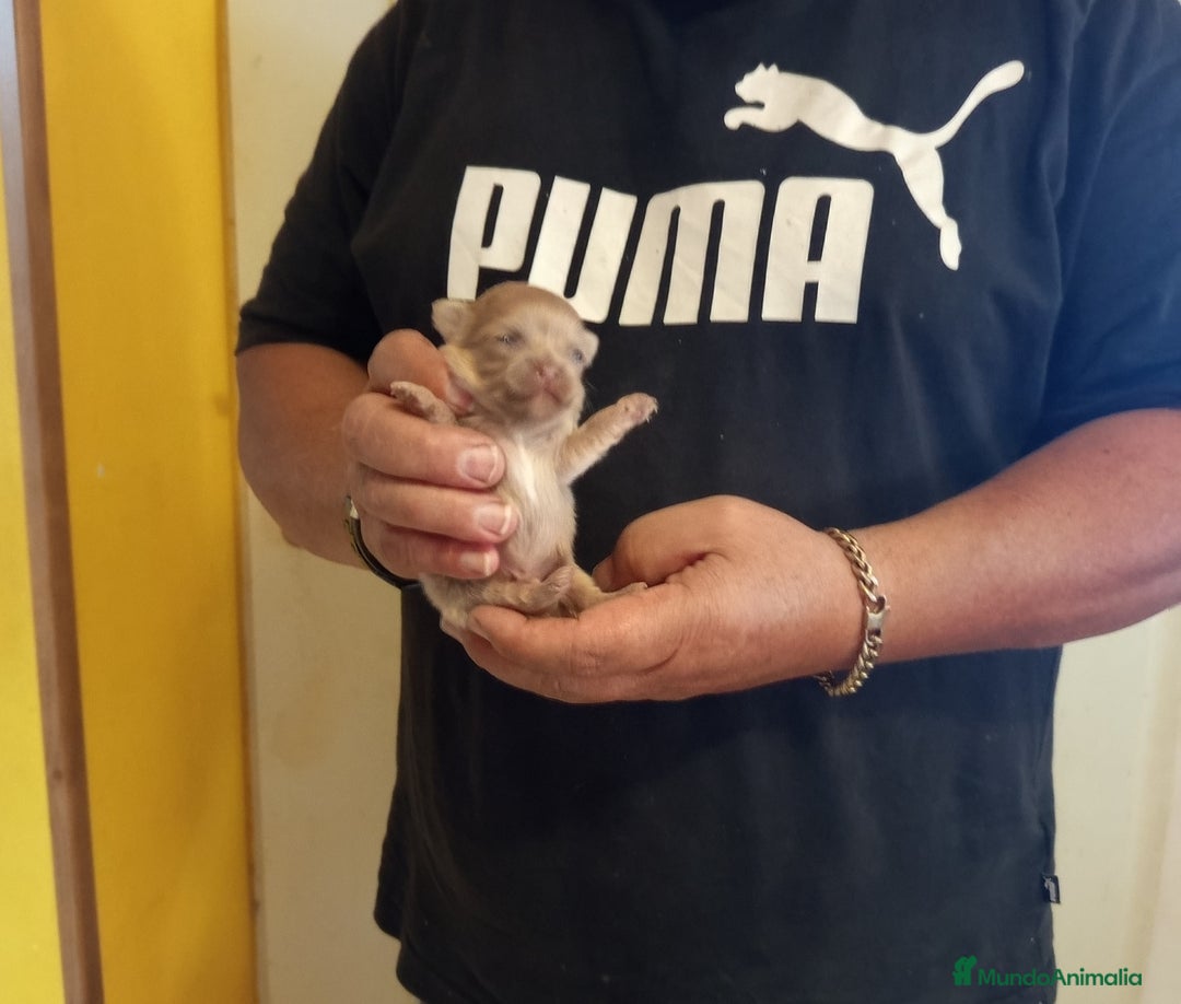 Chihuahua perros en venta: Macho de chihuahua pelo largo diminuto  - Imagen 1