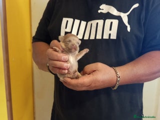 Chihuahua perros - Anuncio 10