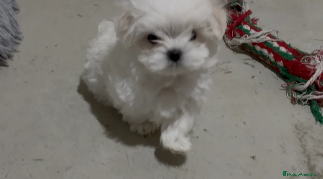 Bichón Maltés perros en venta: Bichon maltés - Anuncio 2