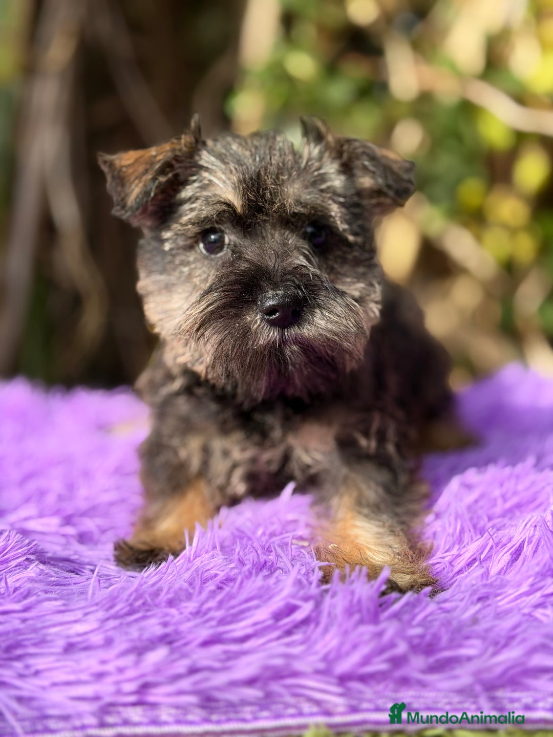 Schnauzer Miniatura perros en venta: Schnauzer miniatura hembra  - Anuncio 3