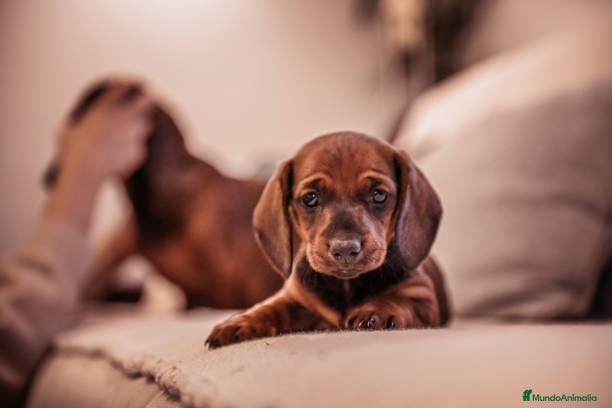 Teckel Miniatura perros TECKEL MINIATURA CACHORROS  - Anuncio 29