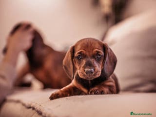 Teckel Miniatura perros TECKEL MINIATURA CACHORROS - Anuncio 12