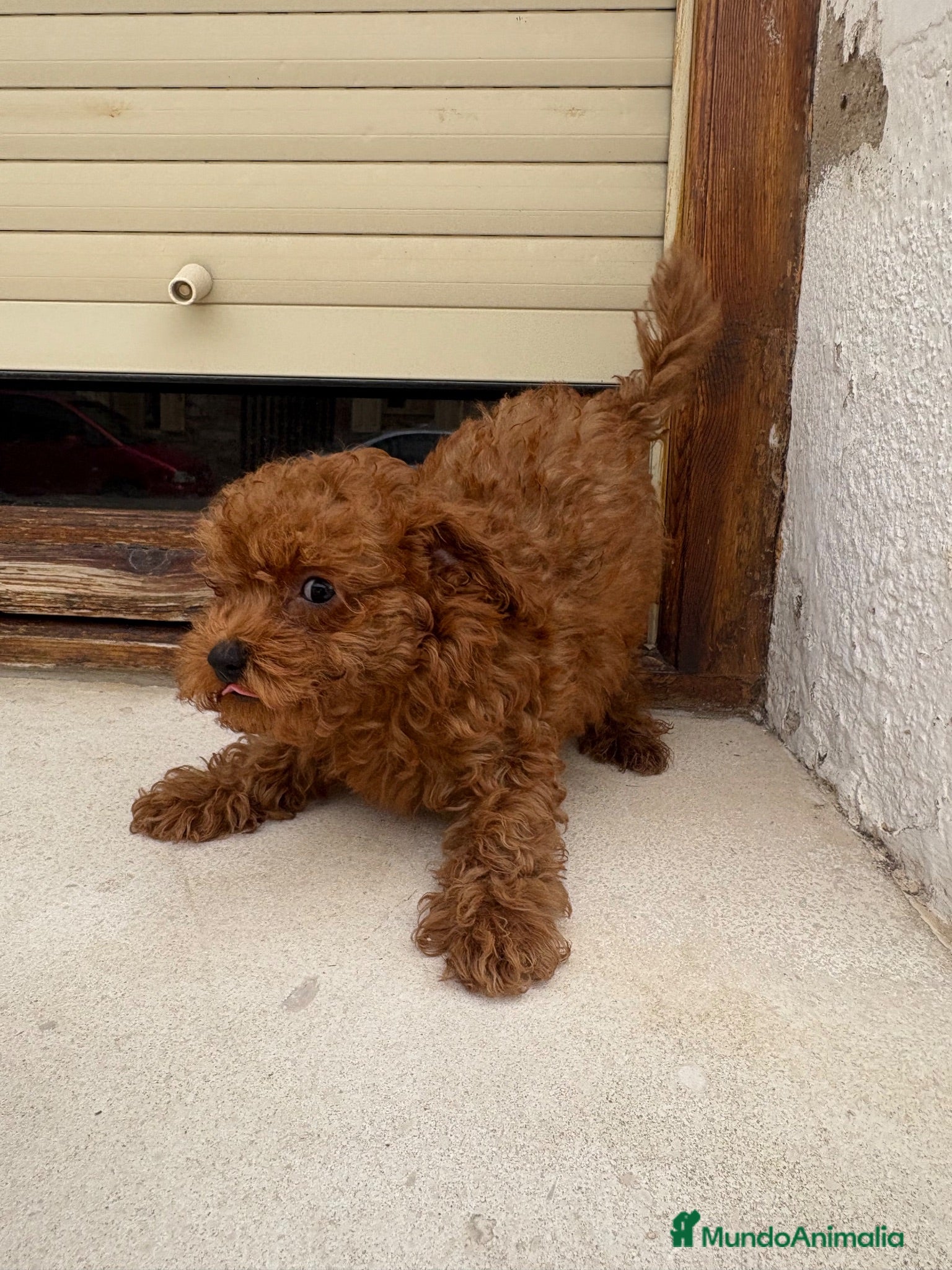 Caniche Toy perros Caniche Toy  - Anuncio 2