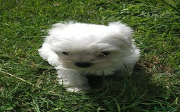 Bichón Maltés perros en venta: Cachorrita de Bichon Maltes coreano  - Anuncio 6