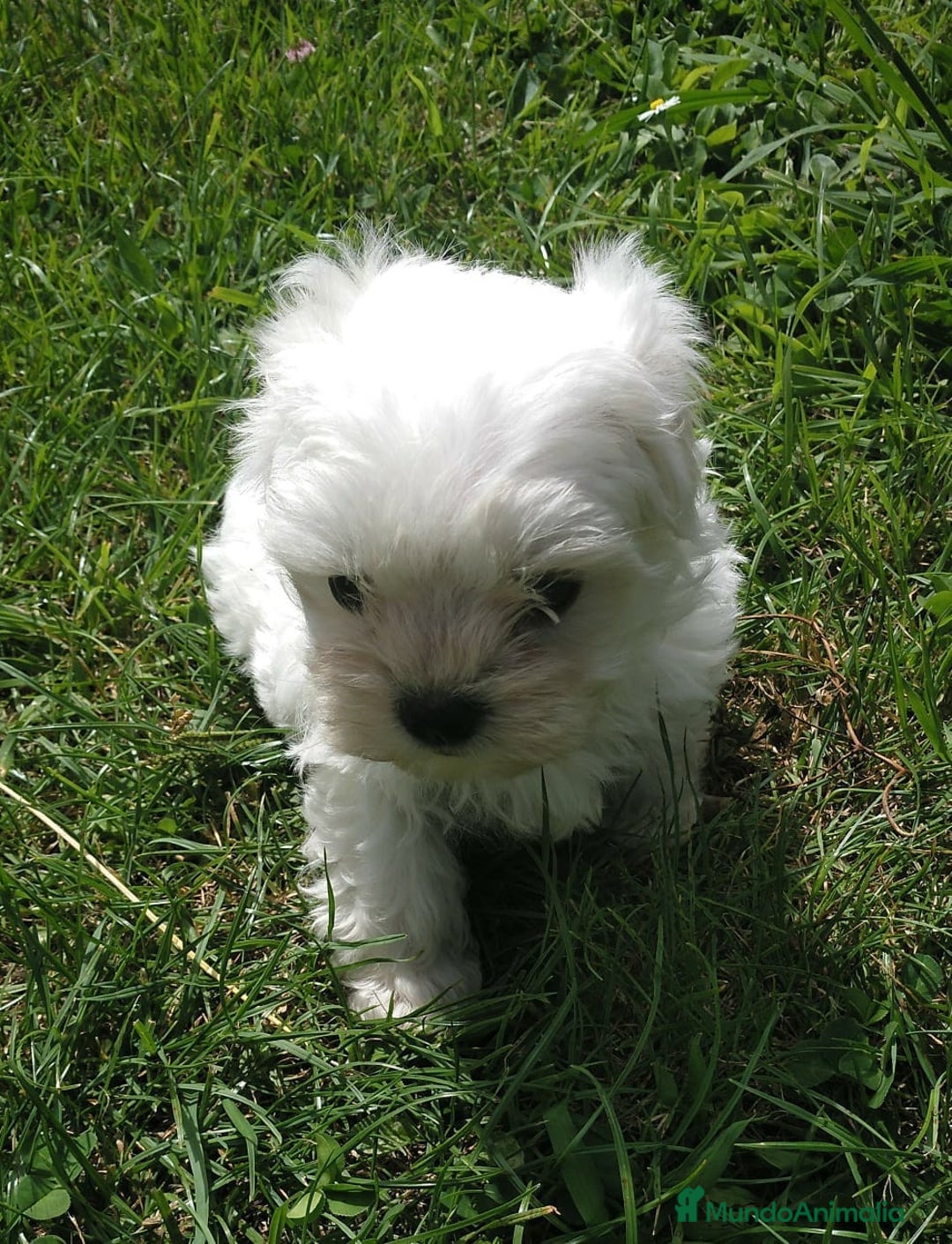 Bichón Maltés perros en venta: Cachorrita de Bichon Maltes coreano  - Anuncio 6