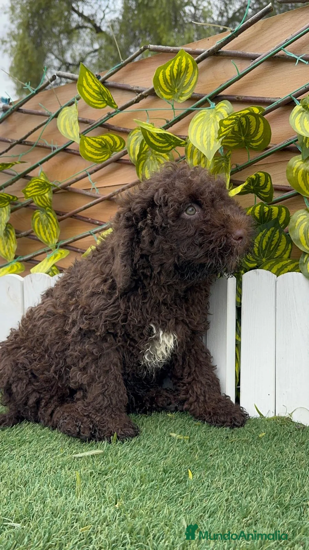 Perro de Agua Español perros en venta: PERRO DE AGUA MACHO - Anuncio 10