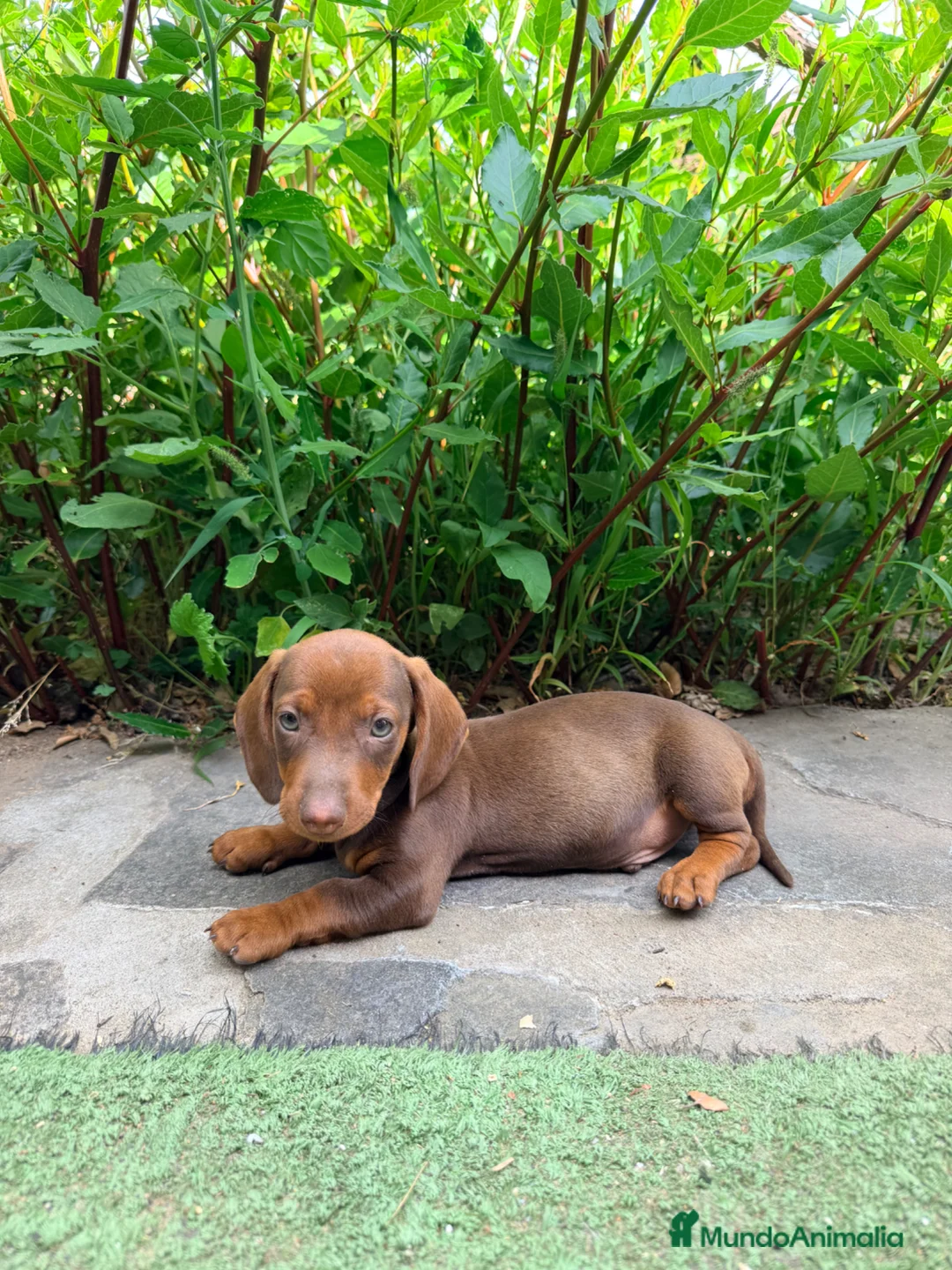 Teckel Miniatura perros en venta: TECKEL CHOCOLATE MINIATURA - Anuncio 2